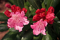 ����������� ������������ (Rhododendron yakushimanum) ���� �������