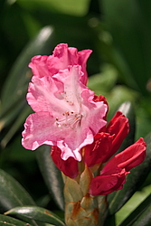 ����������� ������������ (Rhododendron yakushimanum) ���� �������