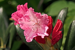 ����������� ������������ (Rhododendron yakushimanum) ���� �������