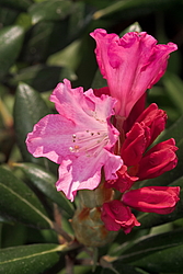 ����������� ������������ (Rhododendron yakushimanum) ���� �������