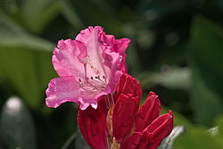 ����������� ������������ (Rhododendron yakushimanum) ���� �������