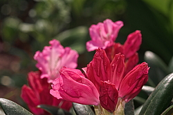 ����������� ������������ (Rhododendron yakushimanum) ���� �������