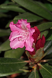 ����������� ������������ (Rhododendron yakushimanum) ���� �������
