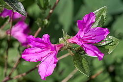 ������ ������, ���� ��� ����� (Rhododendron 'Malvaticum' x Rhododendron kaempferi)