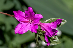 ������ ������, ���� ��� ����� (Rhododendron 'Malvaticum' x Rhododendron kaempferi)