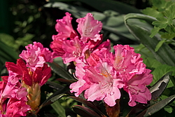 ����������� ������������ (Rhododendron yakushimanum) ���� �������