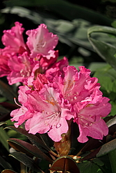 ����������� ������������ (Rhododendron yakushimanum) ���� �������