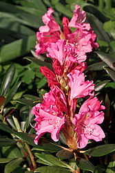 ����������� ������������ (Rhododendron yakushimanum) ���� �������