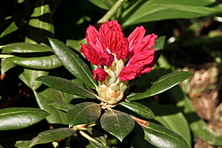 ����������� ������������ (Rhododendron yakushimanum) ���� �������