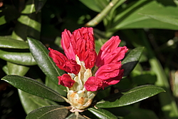 ����������� ������������ (Rhododendron yakushimanum) ���� �������