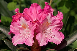 ����������� ������������ (Rhododendron yakushimanum) ���� �������