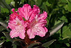 ����������� ������������ (Rhododendron yakushimanum) ���� �������