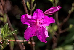 ������ ������, ���� ��� ����� (Rhododendron 'Malvaticum' x Rhododendron kaempferi)