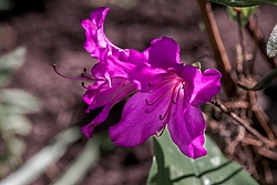 ������ ������, ���� ��� ����� (Rhododendron 'Malvaticum' x Rhododendron kaempferi)