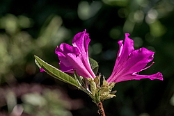 ������ ������, ���� ��� ����� (Rhododendron 'Malvaticum' x Rhododendron kaempferi)