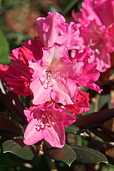 ����������� ������������ (Rhododendron yakushimanum) ���� �������