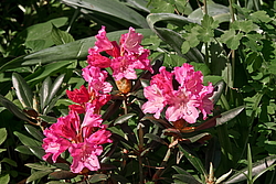 ����������� ������������ (Rhododendron yakushimanum) ���� �������