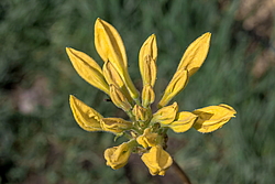 ������ ��������������� (Rhododendron � mollis) ���� ������