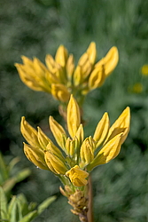������ ��������������� (Rhododendron � mollis) ���� ������