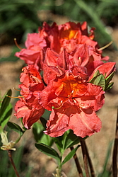 ������ ��������������� (Rhododendron � mollis) ���� �������