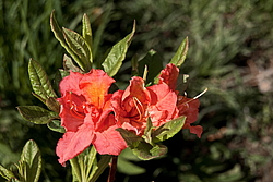 ������ ��������������� (Rhododendron � mollis) ���� �������