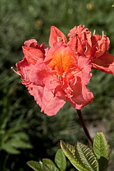������ ��������������� (Rhododendron � mollis) ���� �������