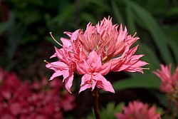 ������ ��������������� (Rhododendron � mollis) ���� �������