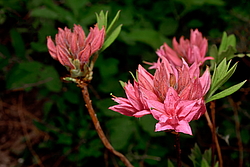 ������ ��������������� (Rhododendron � mollis) ���� �������