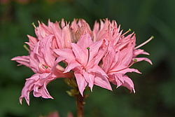 ������ ��������������� (Rhododendron � mollis) ���� �������