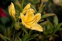 ������ ��������������� (Rhododendron � mollis) ���� ������