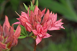 ������ ��������������� (Rhododendron � mollis) ���� �������
