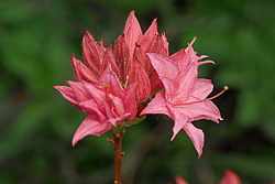������ ��������������� (Rhododendron � mollis) ���� �������