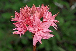 ������ ��������������� (Rhododendron � mollis) ���� �������