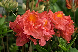 ������ ��������������� (Rhododendron � mollis) ���� �������