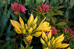 ������ ��������������� (Rhododendron � mollis) ���� ������