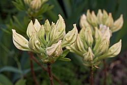 ������ ��������������� (Rhododendron � mollis) ���� �������