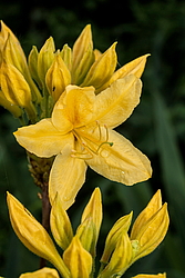 ������ ��������������� (Rhododendron � mollis) ���� ������