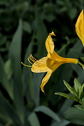 ������ ��������������� (Rhododendron � mollis) ���� ������