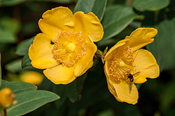 �������� �������� (Hypericum patulum)