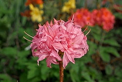 ������ ��������������� (Rhododendron � mollis) ���� �������