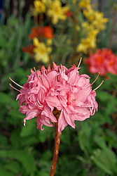 ������ ��������������� (Rhododendron � mollis) ���� �������