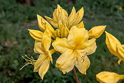 ������ ��������������� (Rhododendron � mollis) ���� ������