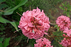 ������ ��������������� (Rhododendron � mollis) ���� �������