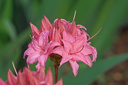 ������ ��������������� (Rhododendron � mollis) ���� �������