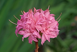 ������ ��������������� (Rhododendron � mollis) ���� �������