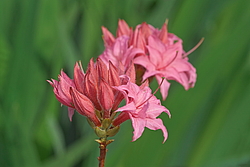 ������ ��������������� (Rhododendron � mollis) ���� �������