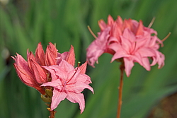 ������ ��������������� (Rhododendron � mollis) ���� �������
