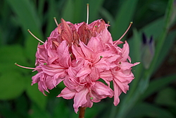 ������ ��������������� (Rhododendron � mollis) ���� �������