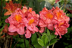 ������ ��������������� (Rhododendron � mollis) ���� �������