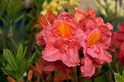 ������ ��������������� (Rhododendron � mollis) ���� �������